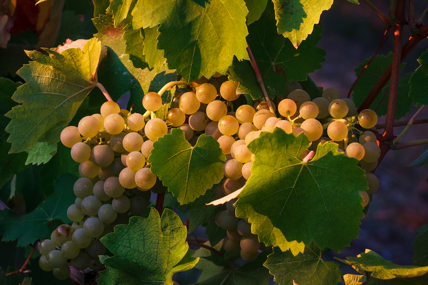Verdicchio: Everything you need to know about this Italian white wine