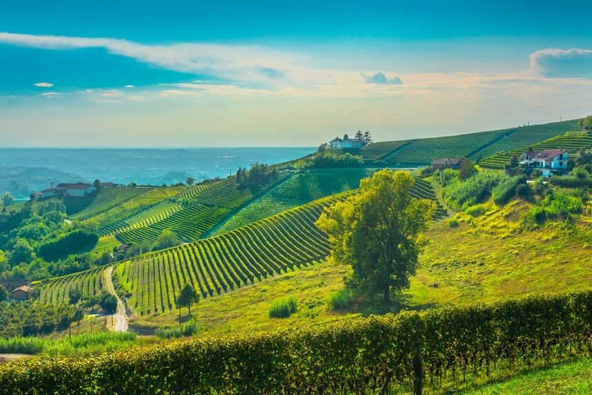asti spumante vineyards asti spumante vineyards