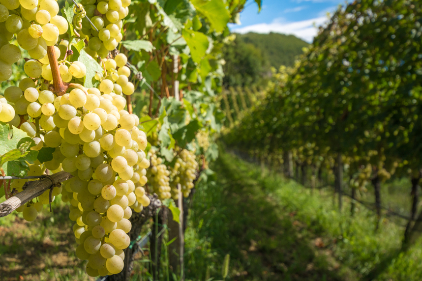 best italian friuli wines and pairings