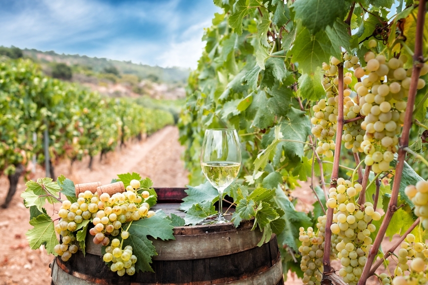 White sardinian wine grapes White sardinian wine grapes