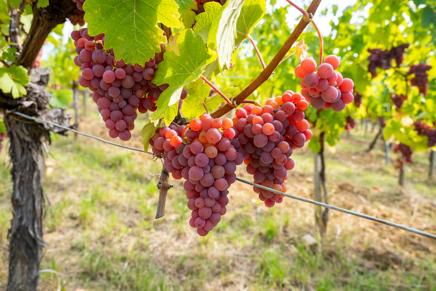 Gewrztraminer grapes