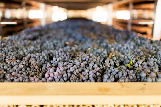 Valpolicella: the production area and the harvest