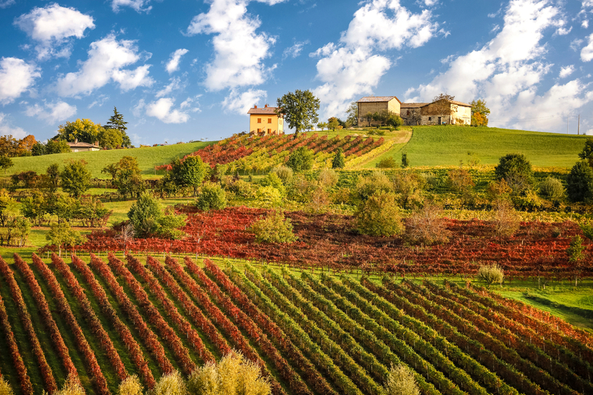 A typical production area of ​​Lambrusco