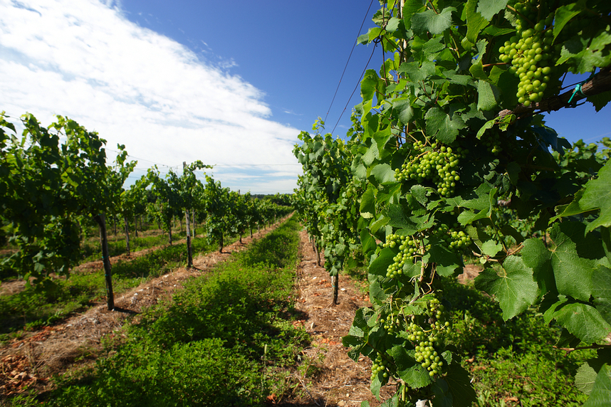 franciacorta sparkling wines history