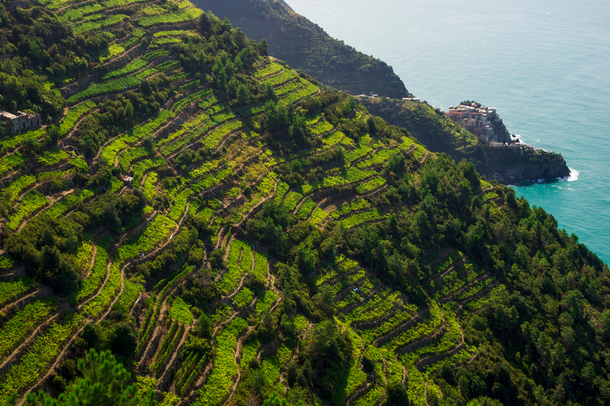 A typical production area of ​​Ligurian wines