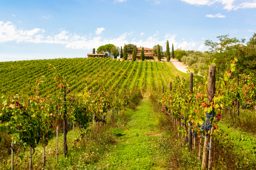 A typical Chianti production area