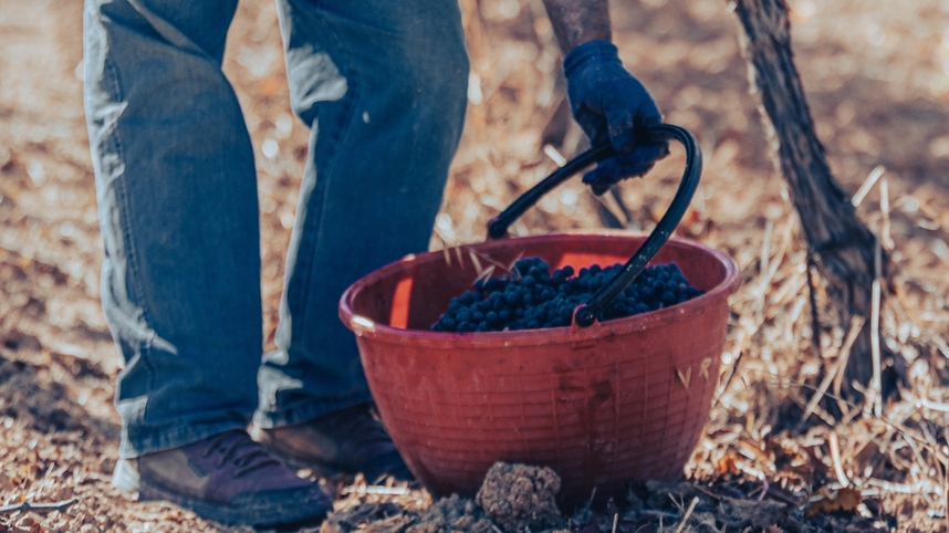 Umbria grape varieties and excellent wines